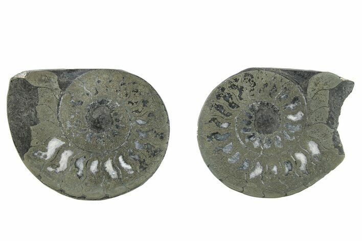 Pyritized Cut Ammonite Fossil Pair - Morocco #276601